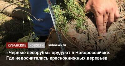«Черные лесорубы» орудуют в Новороссийске. Где недосчитались краснокнижных деревьев