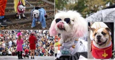Лучшие наряды собак на конкурсе костюмов на Хэллоуин в Нью-Йорке