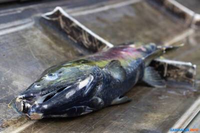 Рыбные чиновники проиграли третий суд сахалинским нивхам