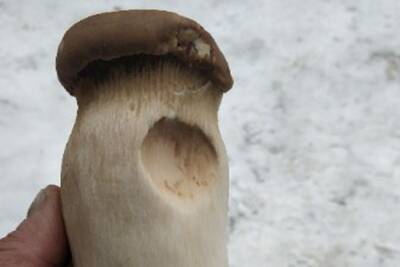 Королевский гриб еринги нашел в лесу среди снега житель Новосибирска