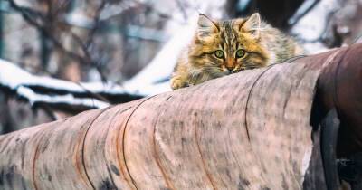 Поврежденные теплотрассы в России могут согреть 220 тысяч жирных котов