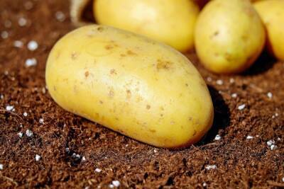 Улан-удэнцу вместо наушников продали три картофелины за 10 тысяч рублей