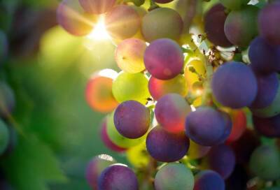 Садовод из Всеволожского района выращивает на участке 43 сорта винограда