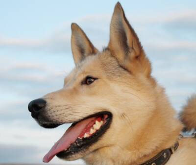 Психолог Суздальцева оценила устройство, позволяющее собакам созваниваться с хозяевами