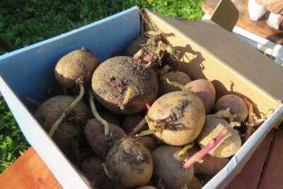 Житель Улан-Удэ купил три картофелины за 10 тыс. рублей