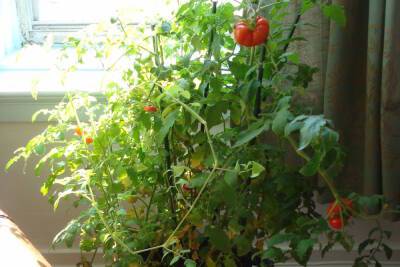 Квартирным садоводам рассказали, чем подкармливать помидоры, перец и зелень осенью