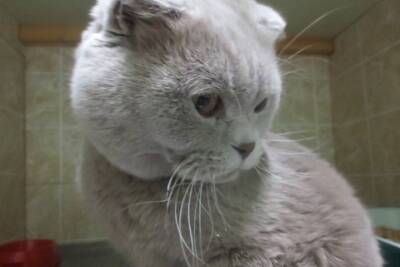 Жительница Новосибирска, чей кот умер после кастрации, напала на ветеринара