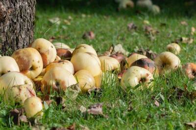Можно ли закапывать яблоки под яблоней: советы дачникам