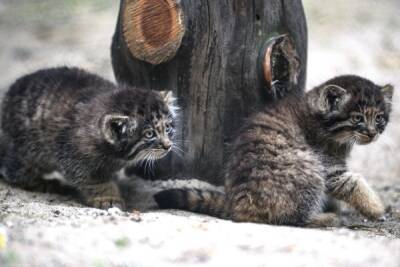 В Московский зоопарк из Бурятии привезли двух котят манула