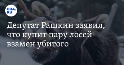 Депутат Рашкин заявил, что купит пару лосей взамен убитого
