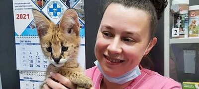 Африканский хищник пришел на прием к ветеринару в Петрозаводске
