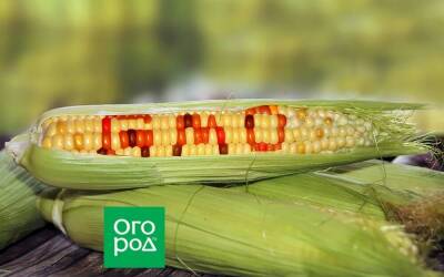 ГМО – так ли вредны модифицированные продукты, как об этом пишут