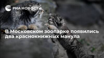 В Московском зоопарке появились два краснокнижных кота манула из Бурятии