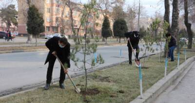 Душанбе планируют озеленить более 263-х тысячами различных деревьев