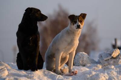 В Кузбассе бродячие собаки покусали 11-летнего ребёнка