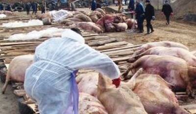 В Югре на ферме, где нашли африканскую чуму свиней, ввели карантин и зону наблюдения