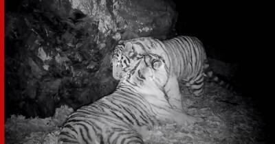 Игры семейства амурских тигров в национальном парке Приморья попали на видео