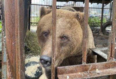 Медведице Маше из Ленобласти улучшили условия проживания в берлоге