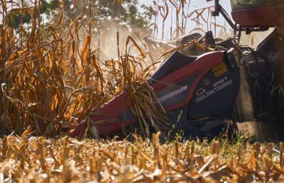 Украинские аграрии обмолотили 80% кукурузы
