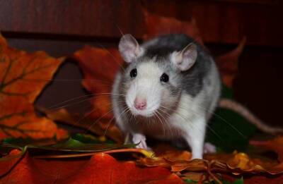 Ученые назвали крыс возможным источником распространения нового коронавируса
