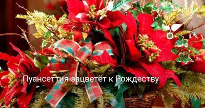 Пуансеттия зацветёт к Рождеству