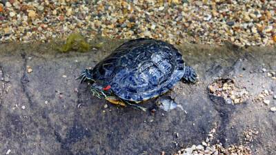 Опасные черепахи: рептилии угрожают работе аэропорта Токио