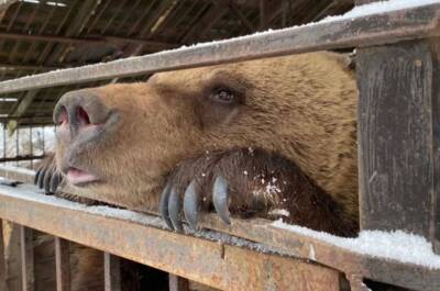 Медведице Маше из Всеволожского района починили крышу в берлоге и поставили прививку
