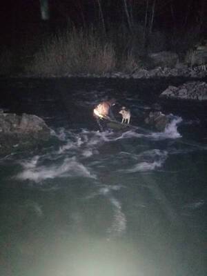 В Белой Калитве из реки спасли собаку