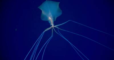 В Мексиканском заливе запечатлели жуткого, похожего на инопланетянина кальмара (видео)