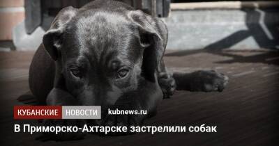 В Приморско-Ахтарске застрелили собак