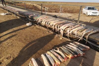 В Дагестане задержали 9 браконьеров с рыбой на 12,5 млн рублей