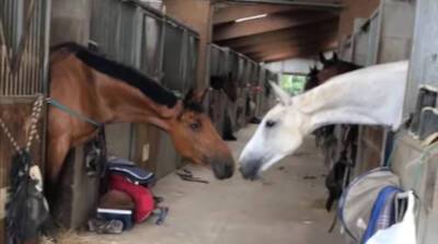 Для любви нет преград: две лошади растрогали сеть всего одним поступком (Видео)