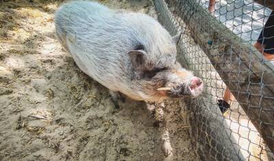 В Ишиме на промобъекте действует карантин по африканской чуме свиней