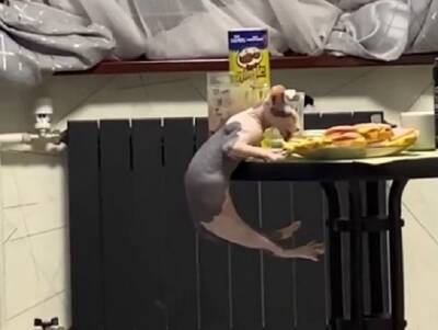 Кот показал чудеса акробатики, чтобы стащить со стола бутерброд