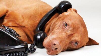 Учёные создали телефон дял собак, чтобы они могли звонить хозяевам
