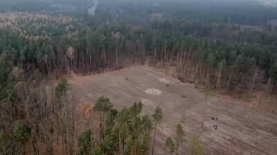 Украина позеленеет: в стране высадят миллиард деревьев за три года