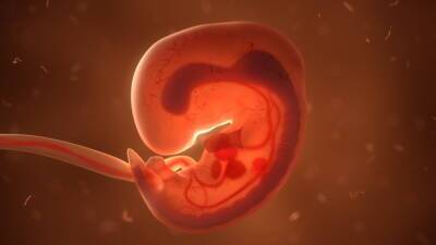 В Оксфорде впервые препарировали человеческий эмбрион
