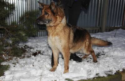 Нижегородцы приютили 11 полицейских собак меньше чем за сутки