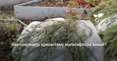 Как сохранить хризантему мультифлора зимой?