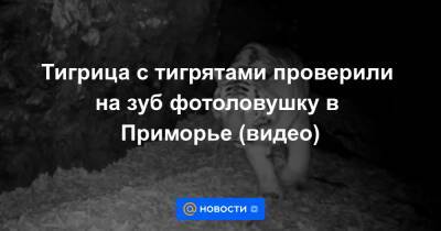 Тигрица с тигрятами проверили на зуб фотоловушку в Приморье (видео)