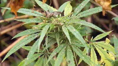 Новое правительство ФРГ подготовило закон о легализации марихуаны