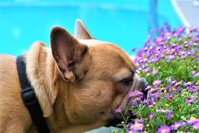 Кинологи назвали причины неприятного запаха собак