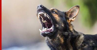 Опасная собака: 5 пород, которые могут наброситься на хозяина