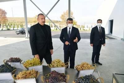 Состоялось открытие Шамахинского центра по выращиванию саженцев винограда (ФОТО)