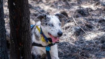«Луч надежды»: в Австралии за спасение сотни коал от пожаров наградили собаку