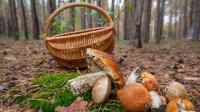 Лайфхак: Как и где лучше собирать грибы?