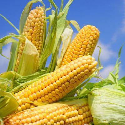 Международный центр по селекции кукурузы создадут на Хайнане