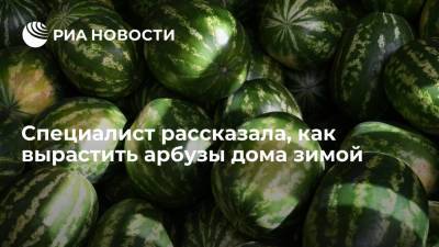 Эксперт Союза садоводов России Воронова: арбуз зимой можно вырастить в домашних условиях