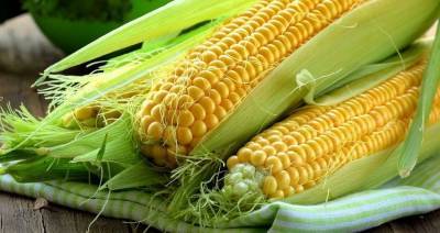 2022 год может стать «годом кукурузы»: эксперты назвали самую маржинальную сельхозкультуру