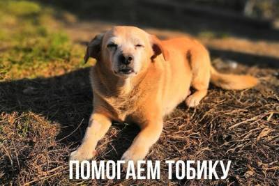В Новосибирске собирают деньги для лечения собаки 80-летнего уличного музыканта